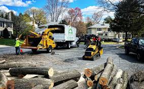 Best Tree Disease Treatment  in Maytown, PA