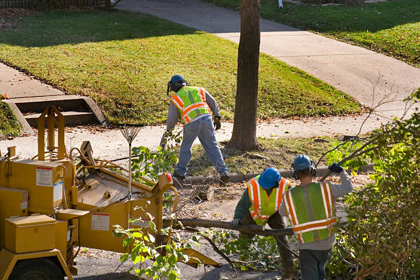 Best Stump Grinding and Removal  in Maytown, PA